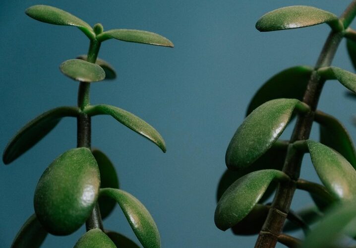 lucky green plants bring wealth