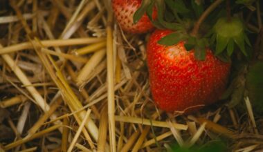mulching strawberries before frost