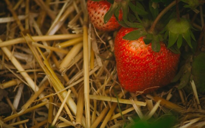 mulching strawberries before frost