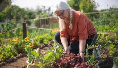 no manure beds sweet roots