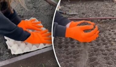 no thin precise carrot sowing