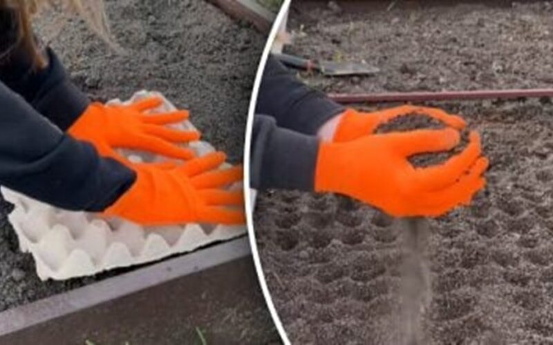 no thin precise carrot sowing