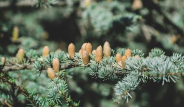 pinecones treasured for gardening