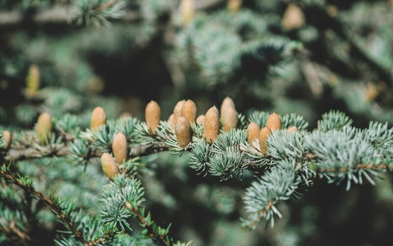 pinecones treasured for gardening