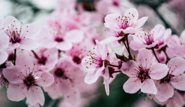 plant flowers repel pests