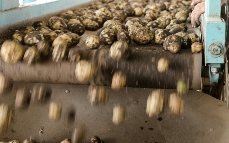 plant these three crops