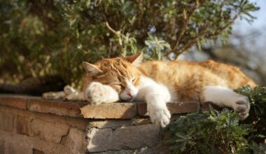 plants that attract cats