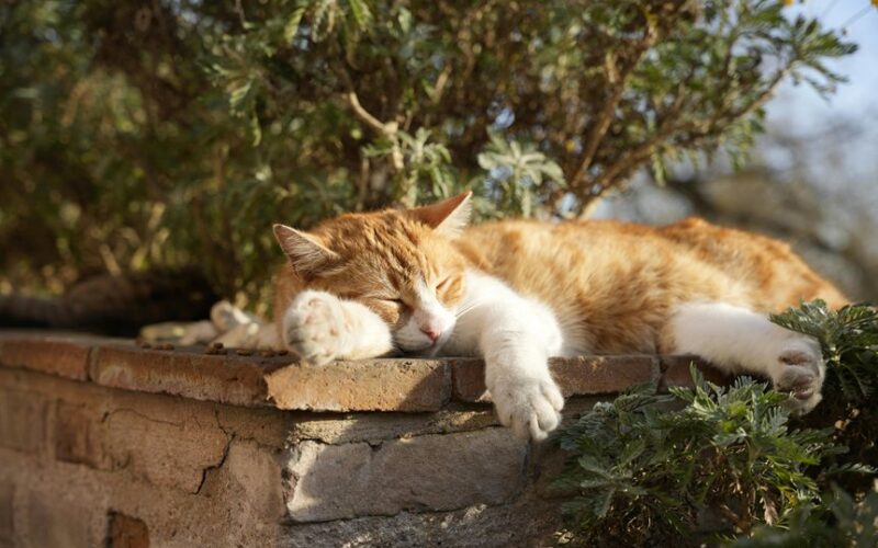 plants that attract cats