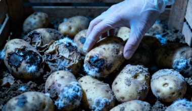 potatoes infected by blight