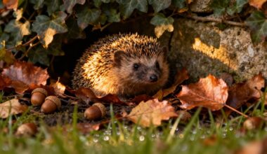 prepare autumn hedgehog shelter