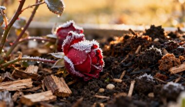 preparing roses for winter survival