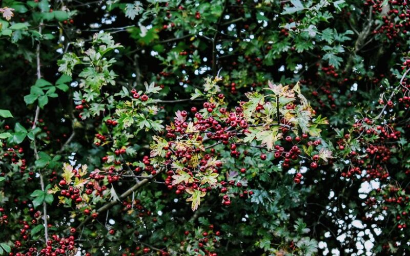 promptly treat fruit tree wounds