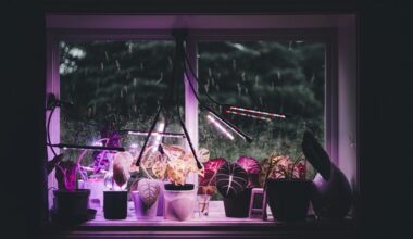 rainwater benefits potted plants