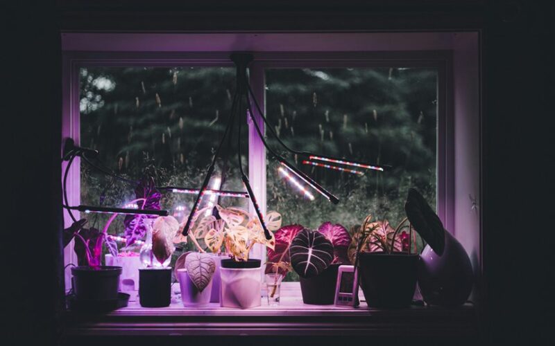 rainwater benefits potted plants