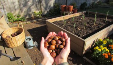 saving chestnuts for gardening