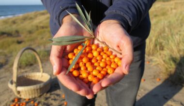 sea buckthorn boosts immunity