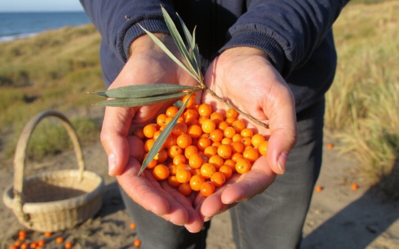 sea buckthorn boosts immunity