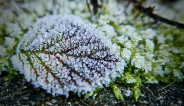 sow six vegetables before frost