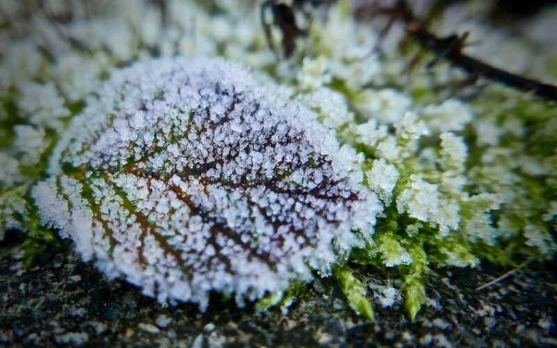 sow six vegetables before frost