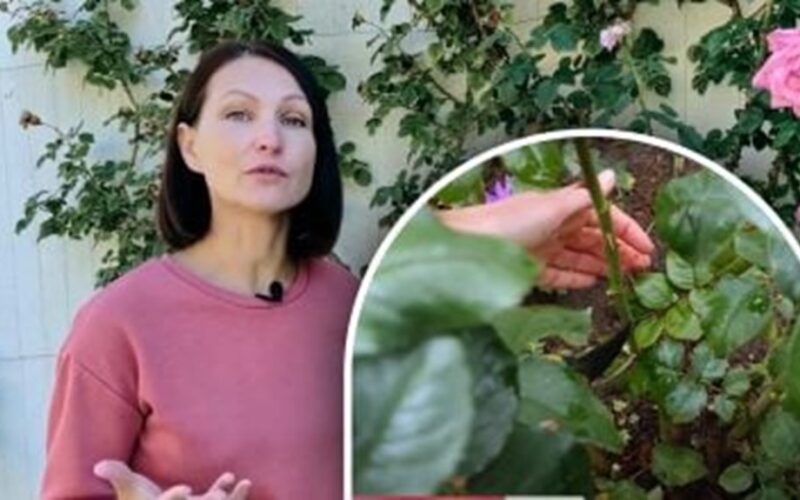 two step rose wintering method