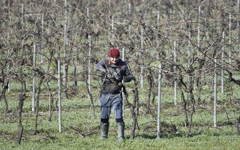 winter grapevine covering method