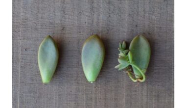 aloe plant improves wellbeing