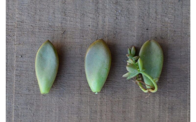 aloe plant improves wellbeing