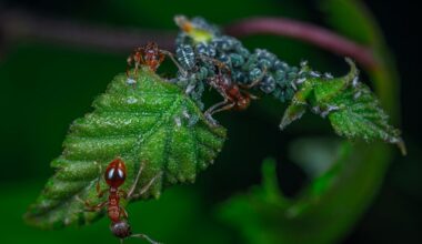 aphids hide wintering places