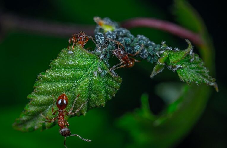 aphids hide wintering places