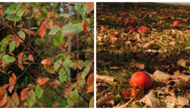 apple tree retaining leaves