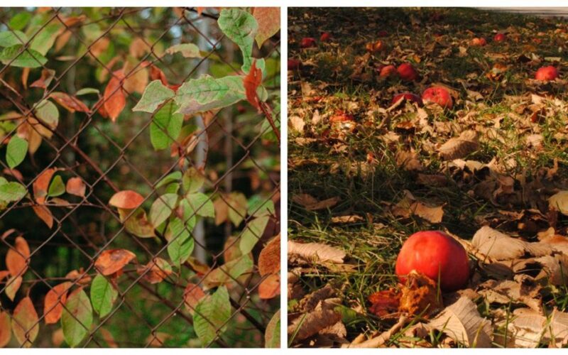 apple tree retaining leaves