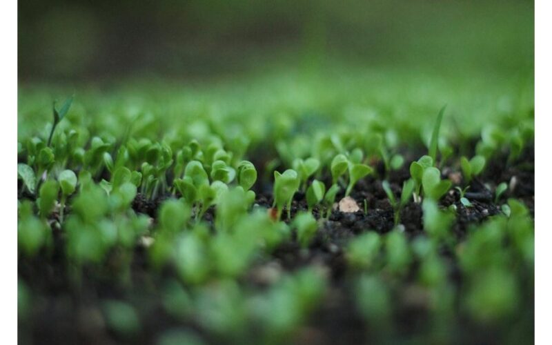 ash and egg garden fertilizer