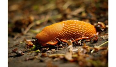 autumn ash and lime soil