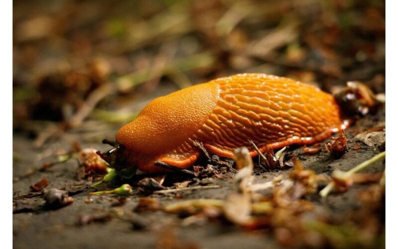 autumn ash and lime soil