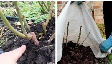 autumn rose pruning simplified methods