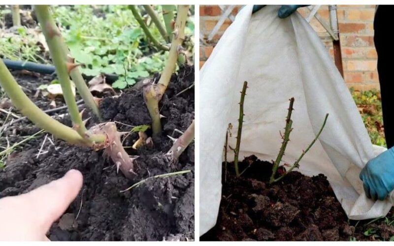 autumn rose pruning simplified methods