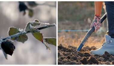 autumn sowing for fresh vitamins