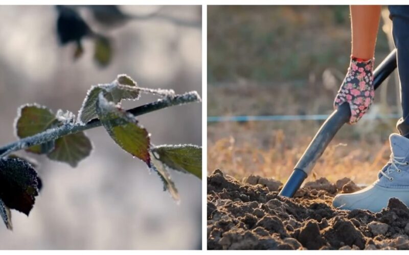 autumn sowing for fresh vitamins