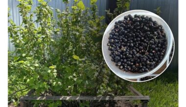 avoid pruning currants now