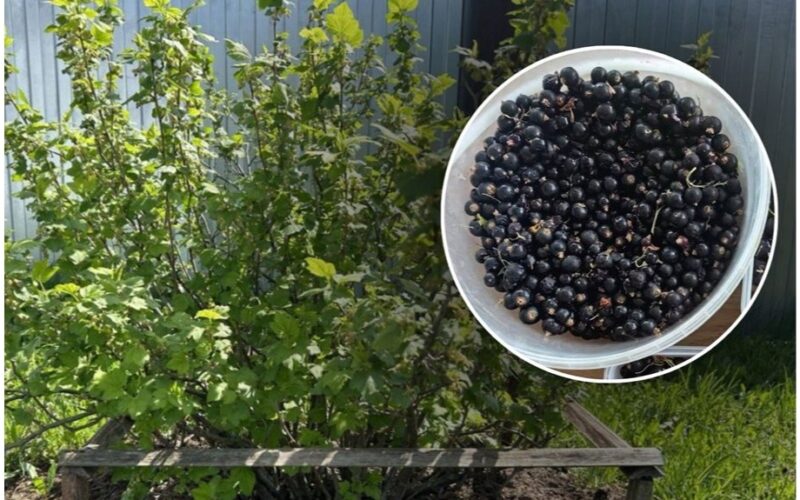 avoid pruning currants now