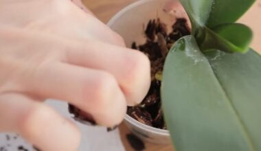 avoid repotting houseplants in winter