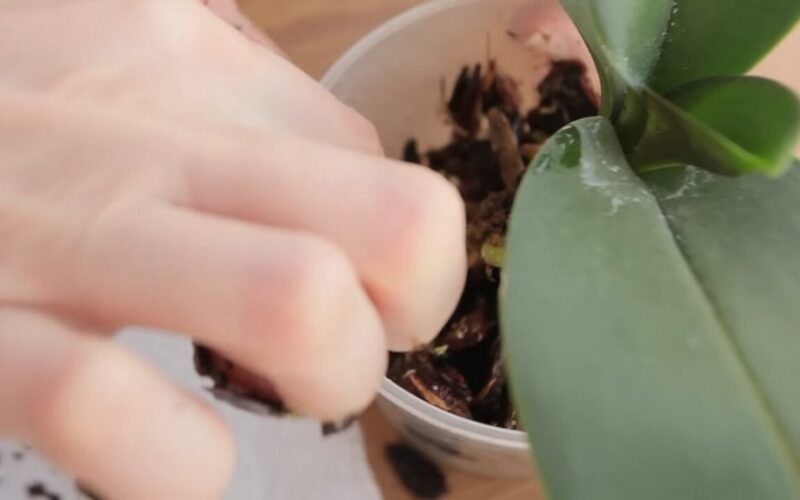 avoid repotting houseplants in winter