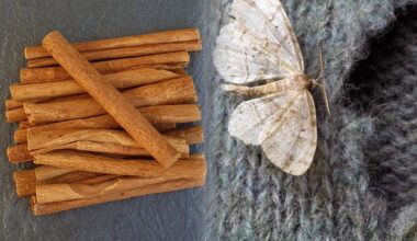 bay leaf and cinnamon ritual