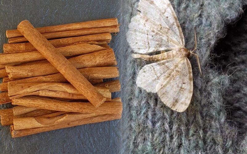 bay leaf and cinnamon ritual