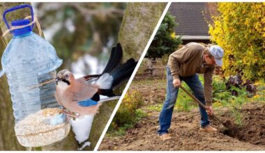 bird feeder aids gardener