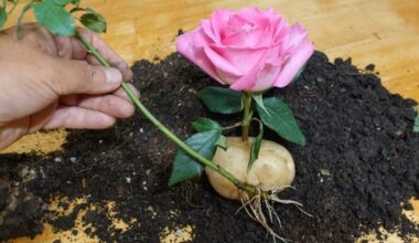 bouquet blossomed into garden