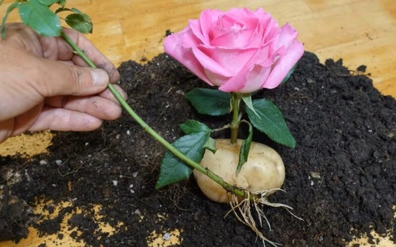 bouquet blossomed into garden