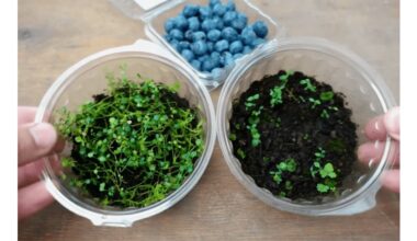 buying bilberry trays for sowing