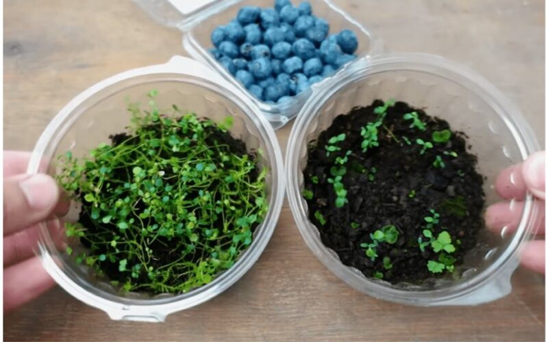 buying bilberry trays for sowing