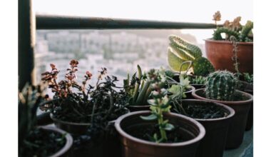 cactus blooms with minimal care